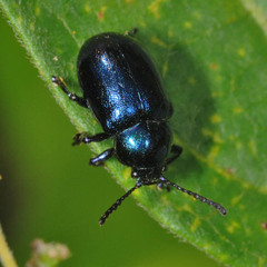 Chrysochus asclepiadeus