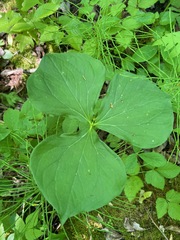 Trillium
