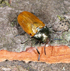 Labidostomis