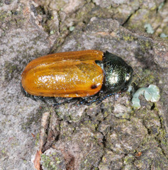 Labidostomis