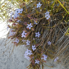 Roella triflora