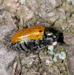 Labidostomis