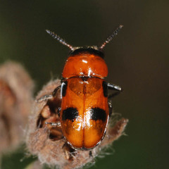 Coptocephala rubicunda