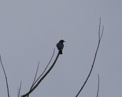 Artamus leucorynchus