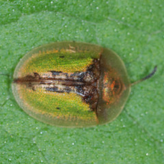 Cassida vibex