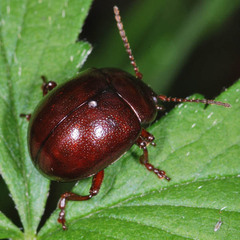 Chrysolina staphylaea