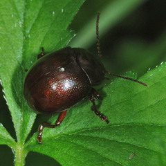 Chrysolina staphylaea