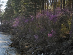 Rhododendron ledebourii