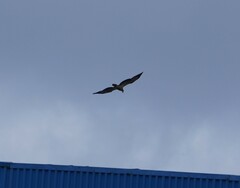 Haliaeetus leucogaster