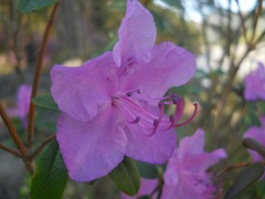 Rhododendron ledebourii