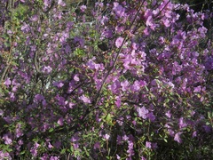 Rhododendron ledebourii