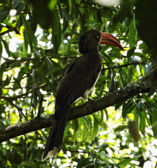 Lophoceros alboterminatus