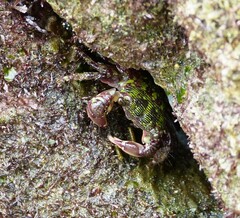 Pachygrapsus