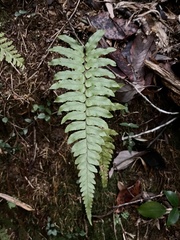 Microlepia marginata