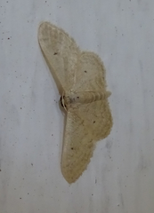 Scopula minorata