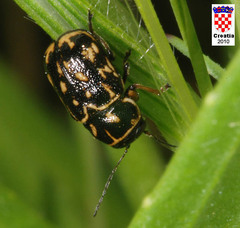 Pachybrachis exclusus