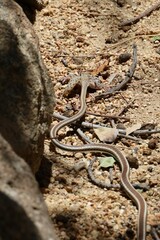 Psammophis