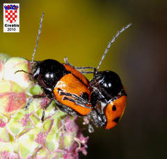 Cryptocephalus bipunctatus