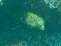 Gymnothorax miliaris