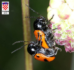 Cryptocephalus bipunctatus