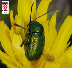 Cryptocephalus