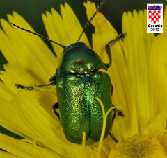 Cryptocephalus