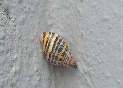 Drymaeus poecilus