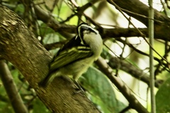 Pogoniulus bilineatus