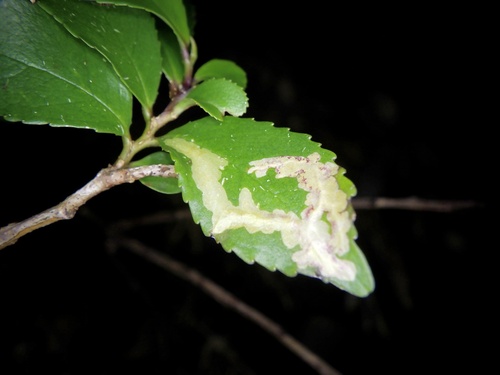 Lyonetia euryella