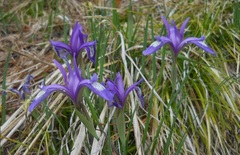 Iris ruthenica