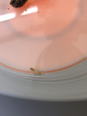 Coptotermes formosanus