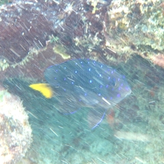 Microspathodon chrysurus