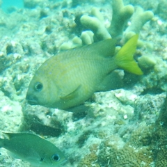 Microspathodon chrysurus