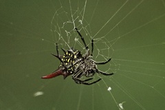 Gasteracantha versicolor