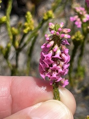 Erica pulchella