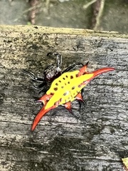 Gasteracantha versicolor