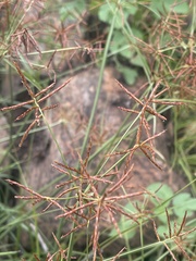 Cyperus fulgens