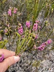 Erica pulchella