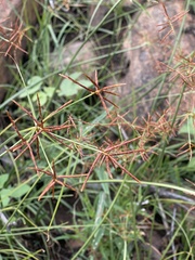 Cyperus fulgens