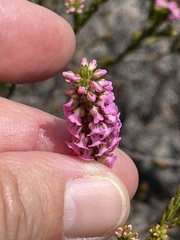 Erica pulchella