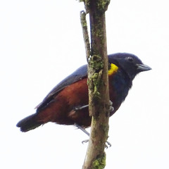 Euphonia pectoralis