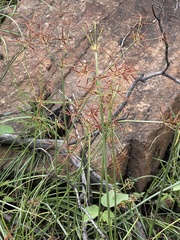 Cyperus fulgens