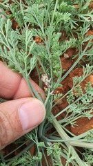 Fumaria parviflora