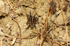 Trochosa