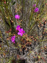 Drosera glabripes