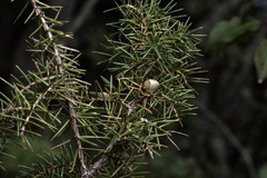 Juniperus rigida