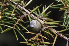 Juniperus rigida