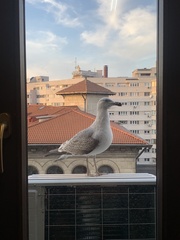 Larus michahellis