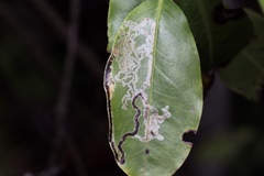 Eumetriochroa miyatai