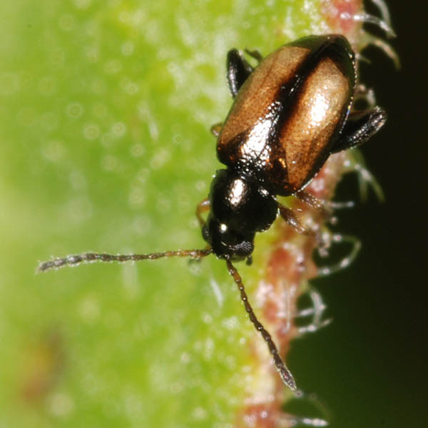 Longitarsus nasturtii